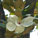 Magnolia grandiflora Purpan, vesnic verde cu flori albe mari parfumate si frunzis lucios, arbore ornamental pentru gradini protejate