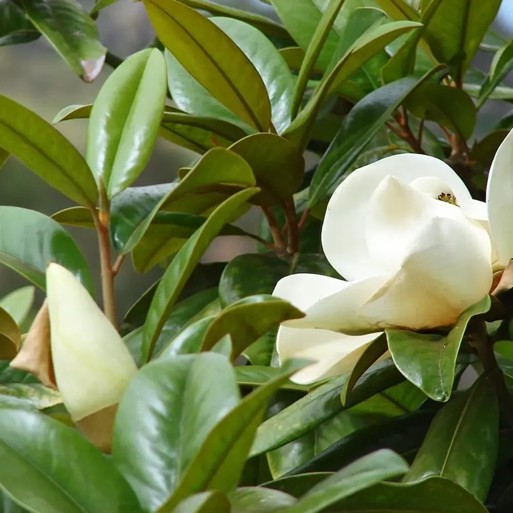 Magnolia grandiflora Purpan, vesnic verde cu flori albe mari parfumate si frunzis lucios, arbore ornamental pentru gradini protejate