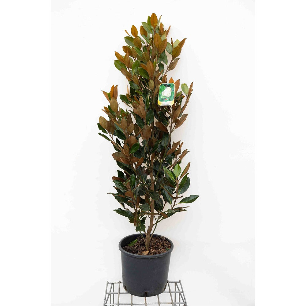 Magnolia grandiflora Purpan, vesnic verde cu flori albe mari parfumate si frunzis lucios, arbore ornamental pentru gradini protejate