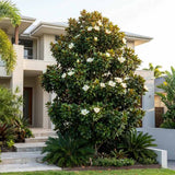 Magnolia grandiflora Purpan, vesnic verde cu flori albe mari parfumate si frunzis lucios, arbore ornamental pentru gradini protejate