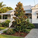 Magnolia grandiflora Purpan, vesnic verde cu flori albe mari parfumate si frunzis lucios, arbore ornamental pentru gradini protejate
