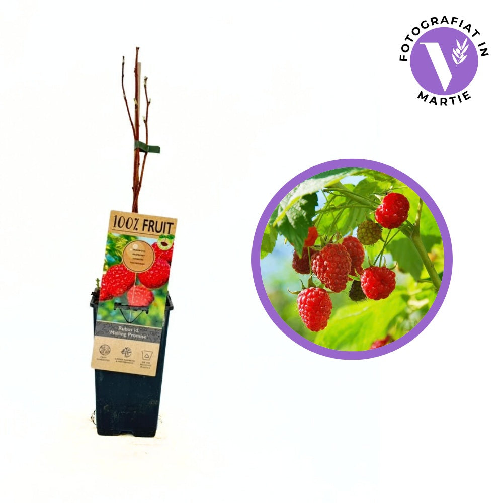 Zmeura timpurie Malling Promise cu productie ridicata si gust aromat, an 1 pe rod