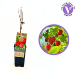 Zmeura timpurie Malling Promise cu productie ridicata si gust aromat, an 1 pe rod