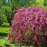 Mar Ornamental Royal Beauty, mar ornamental plangator cu flori roz primavara si fructe rosii decorative, arbore rezistent la ger