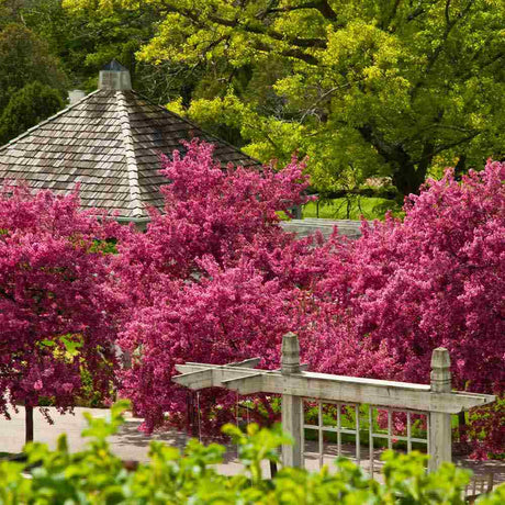 Mar Ornamental Royalty, mar ornamental cu frunzis purpuriu inchis, flori roz-rosii si fructe decorative, arbore rezistent la ger