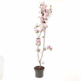 Mar Ornamental Rudolph, cu frunze rosii si flori rosii-violet