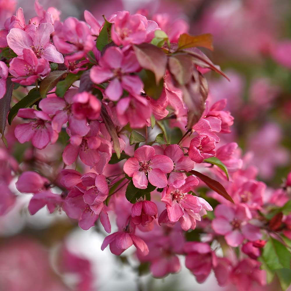 Mar Ornamental Rudolph, cu frunze rosii si flori rosii-violet