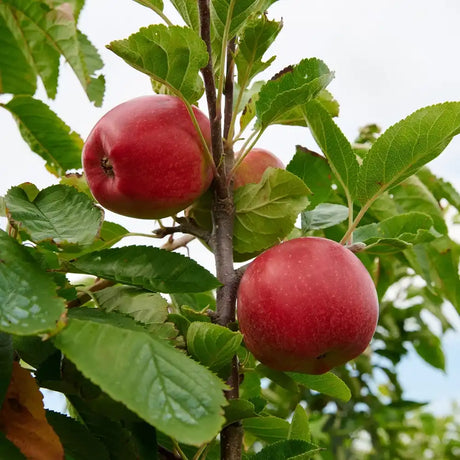 Mar (Malus) Santana, cu fructe rosii dulci-acrisor, an 2 pe rod