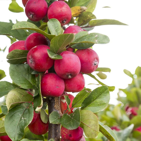 Mar Columnar Appletini, cu fructe mari rosii si dulci