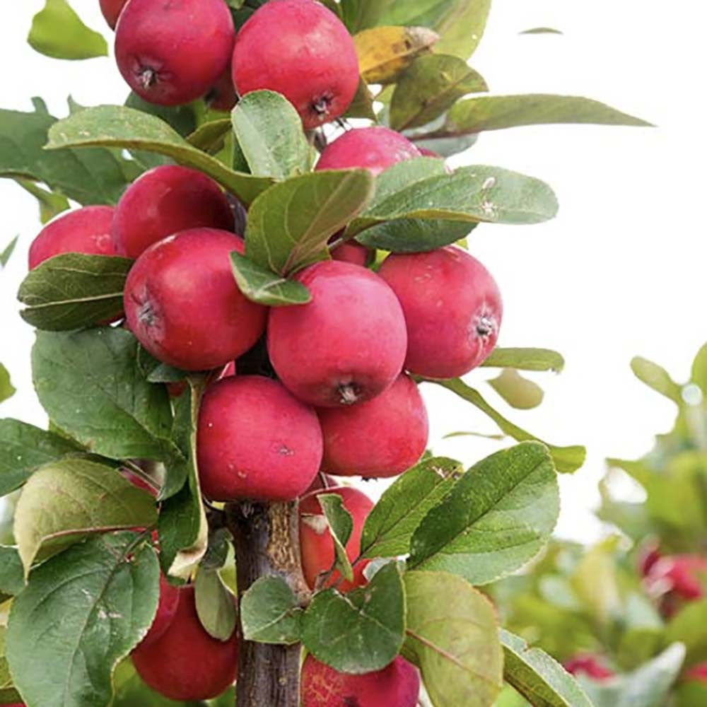 Mar Columnar Appletini, cu fructe mari rosii si dulci