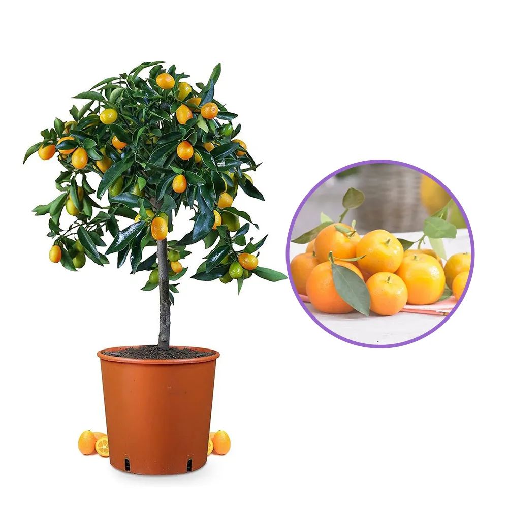 Mandarin pitic Calamondin, cu fructe