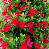 Iasomie Chiliana Mandevilla Rio Grande Red Rosu (Dipladenia), planta cataratoare cu flori rosii, pentru ghiveci si terasa, inflorire lunga