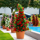 Iasomie Chileana Dipladenia Mandevilla Summerstar Red, planta cataratoare cu flori rosii, forma columnara