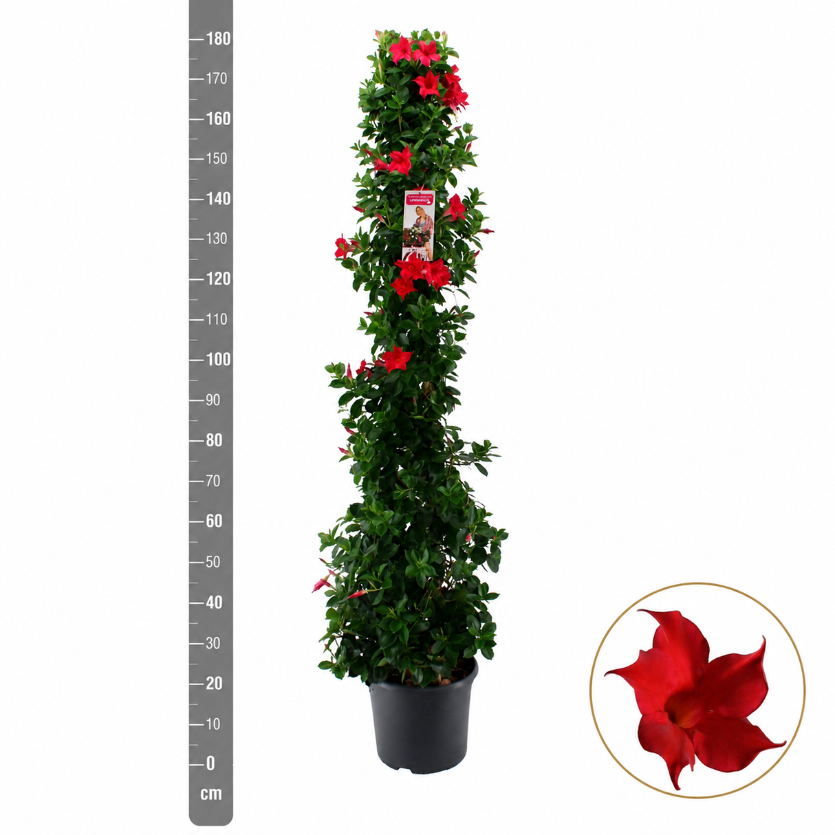 Iasomie Chileana Dipladenia Mandevilla Summerstar Red, planta cataratoare cu flori rosii, forma columnara