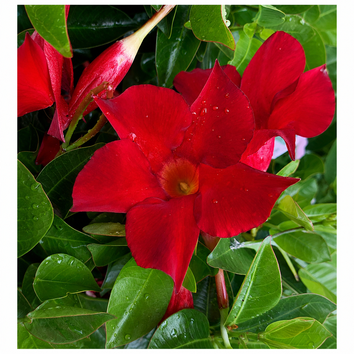 Iasomie Chileana Dipladenia Mandevilla Summerstar Red, planta cataratoare cu flori rosii, forma columnara