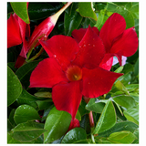 Iasomie Chileana Dipladenia Mandevilla Summerstar Red, planta cataratoare cu flori rosii, forma columnara