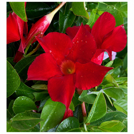 Iasomie Chileana Dipladenia Mandevilla Summerstar Red, planta cataratoare cu flori rosii, forma columnara