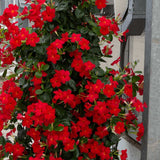 Iasomie Chiliana Mandevilla Sundaville Red Early Scarlet (Dipladenia), planta cataratoare cu flori rosii, pentru ghiveci si terasa, inflorire lunga