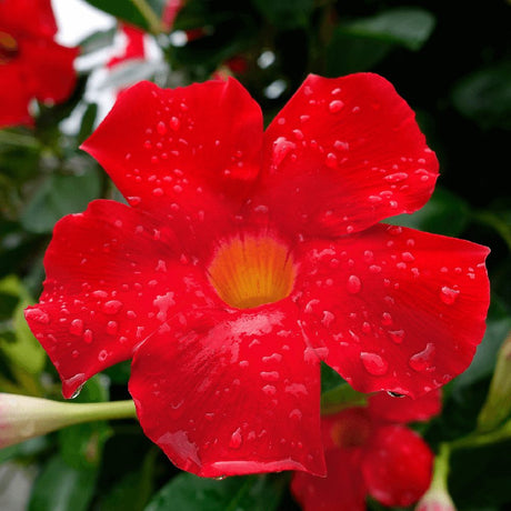 Iasomie Chiliana Mandevilla Sundaville Red Early Scarlet (Dipladenia), planta cataratoare cu flori rosii, pentru ghiveci si terasa, inflorire lunga