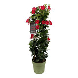 Iasomie Chiliana Mandevilla Sundaville Red Early Scarlet (Dipladenia), planta cataratoare cu flori rosii, pentru ghiveci si terasa, inflorire lunga