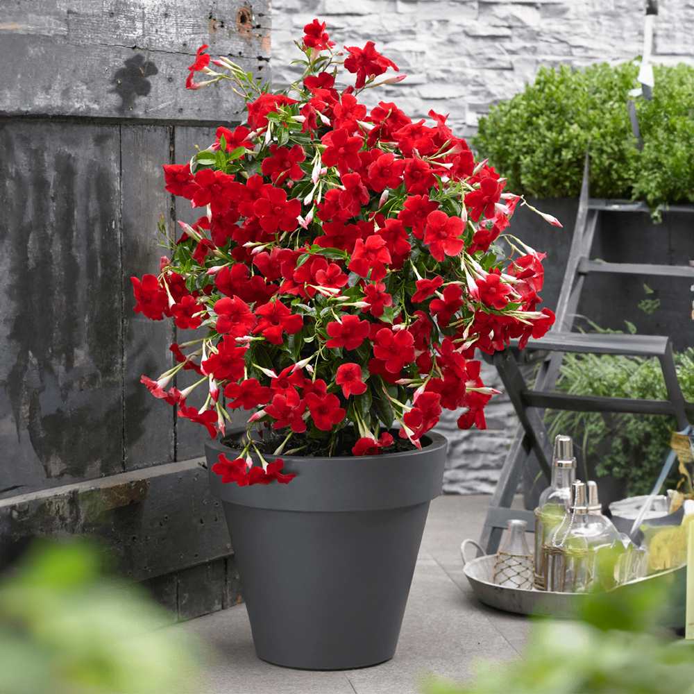 Iasomie Chiliana Mandevilla Sundaville Red Early Scarlet (Dipladenia), planta cataratoare cu flori rosii, pentru ghiveci si terasa, inflorire lunga