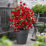 Iasomie Chiliana Mandevilla Sundaville Red Early Scarlet (Dipladenia), planta cataratoare cu flori rosii, pentru ghiveci si terasa, inflorire lunga