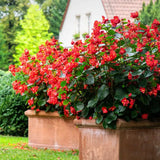Iasomie Chiliana Mandevilla Rio Grande Red Rosu (Dipladenia), planta cataratoare cu flori rosii, pentru ghiveci si terasa, inflorire lunga