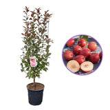 Mar Columnar Appletini, cu fructe mari rosii si dulci, an 3 pe rod