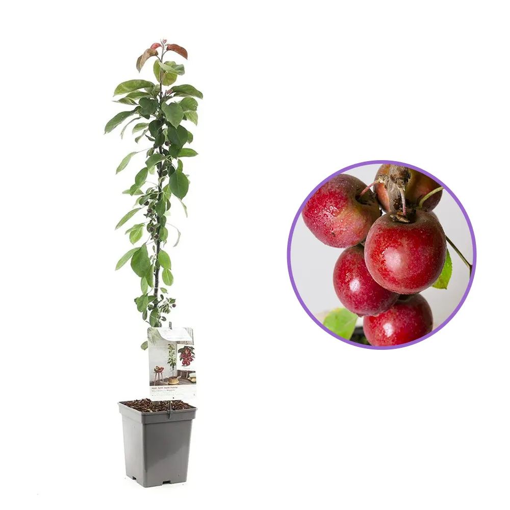 Mar Columnar (Malus) Maypole, cu fructe rosii dulci-acrisor, an 2 pe rod