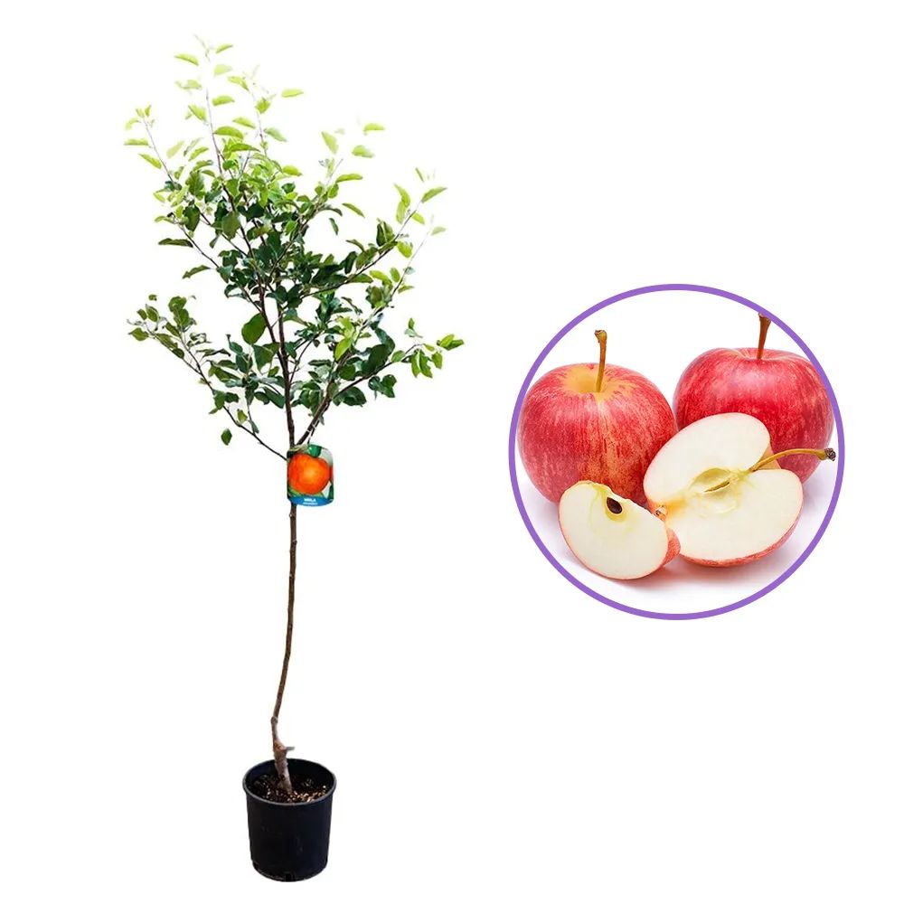 Mar Jonagold (Malus domestica), cu fructe dulci-acrisor, an 3 pe rod