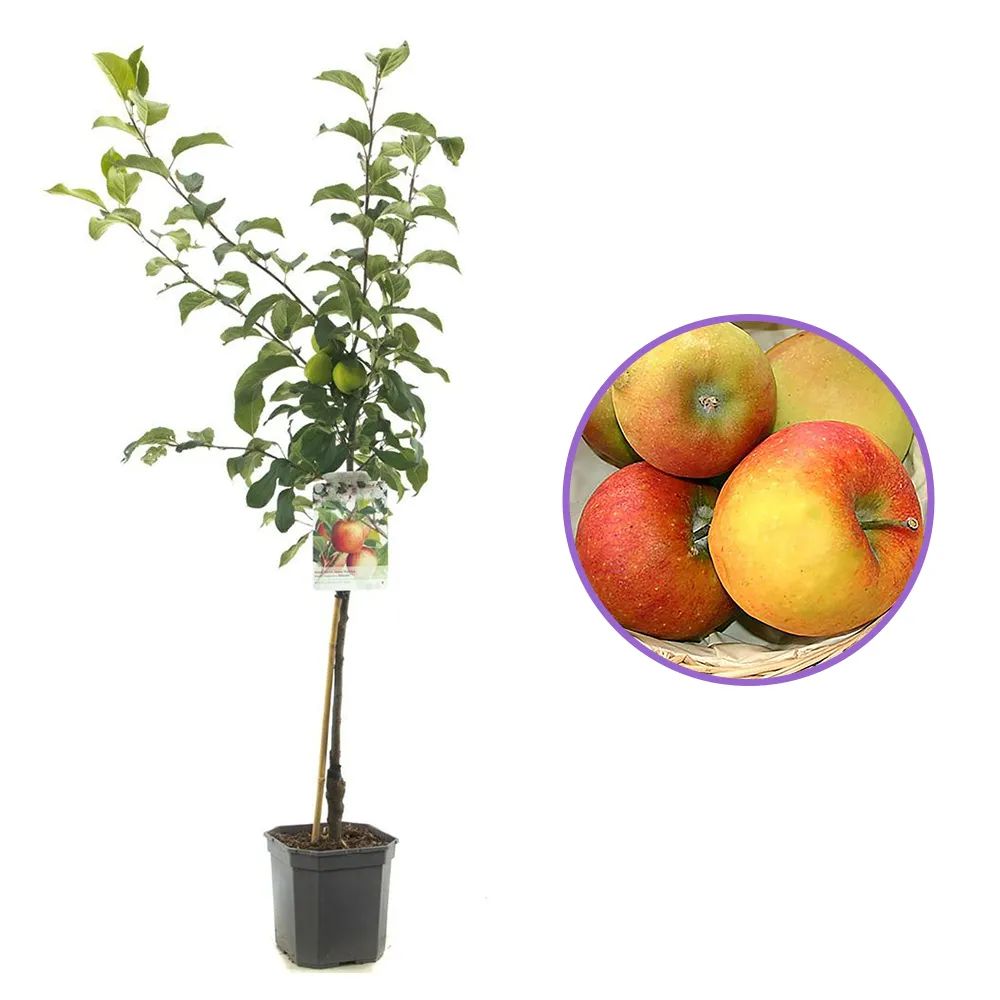 Mar (Malus) Delcorf, cu fructe dulci, an 3 pe rod