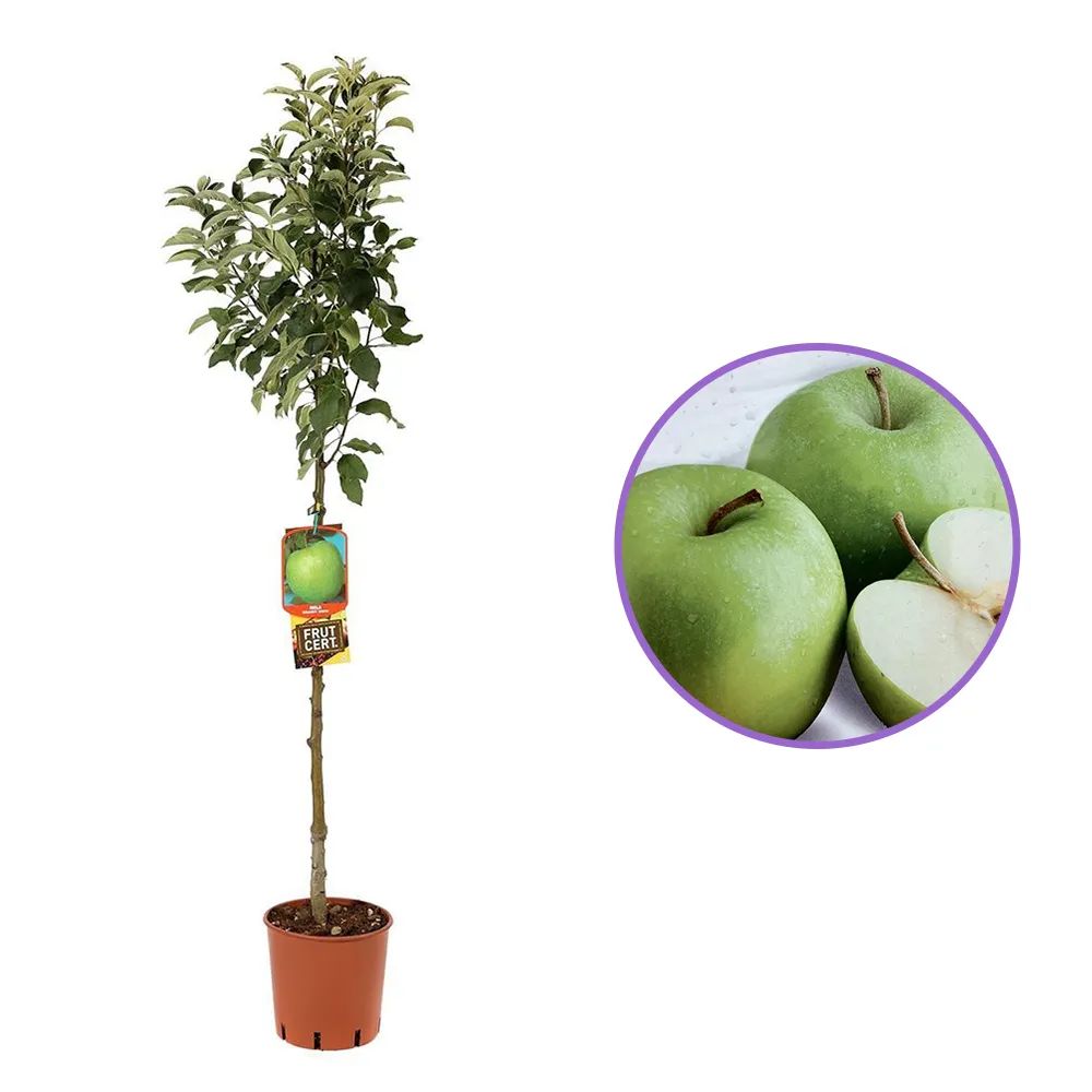 Mar (Malus) Granny Smith, cu fructe dulci-acidulat