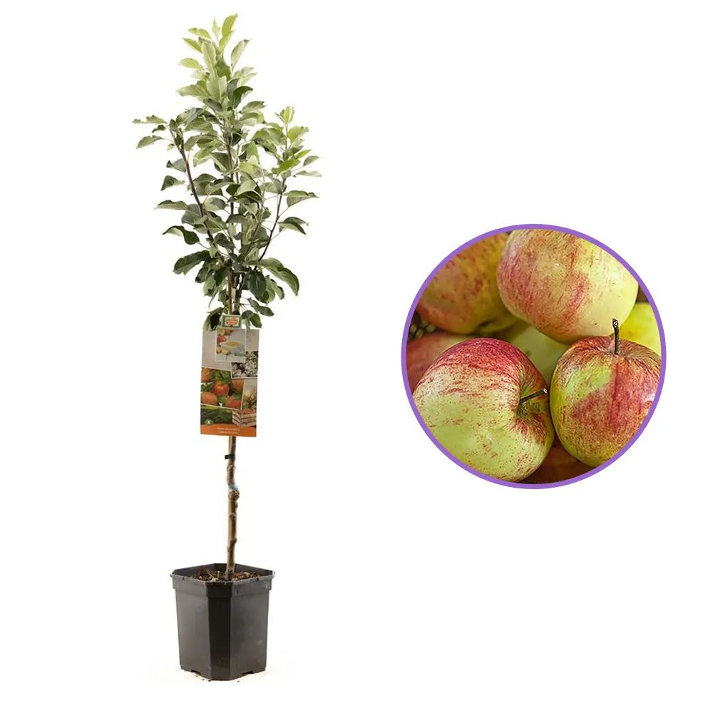 Mar (Malus) James Grieve, cu fructe dulci acrisor, an 3 pe rod