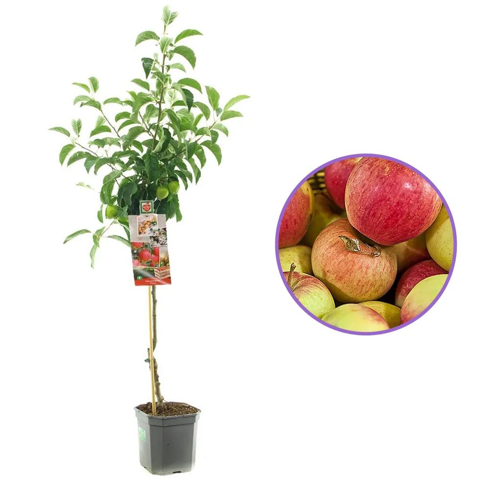 Mar (Malus) Pinova, cu fructe dulci-acrisor portocalii-roscat, an 3 pe rod