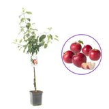 Mar (Malus) Summerred, cu fructe dulci rosii