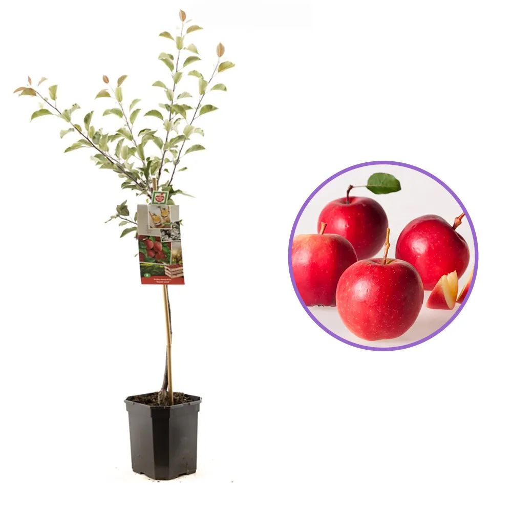 Mar (Malus) Sweet Love, cu fructe dulci-acrisor rosii, an 3 pe rod