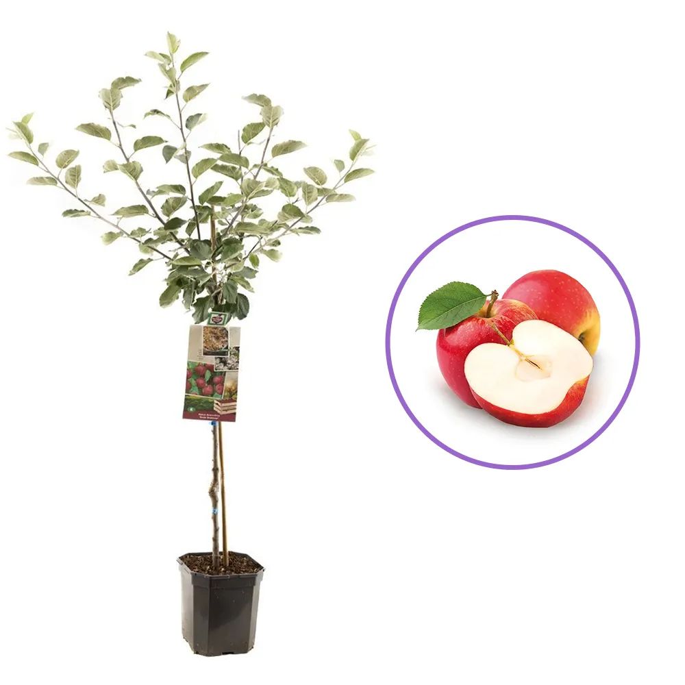 Mar Rode Boskoop (Malus), cu fructe dulci rosii, an 3 pe rod