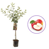 Mar Rode Boskoop (Malus), cu fructe dulci rosii, an 3 pe rod