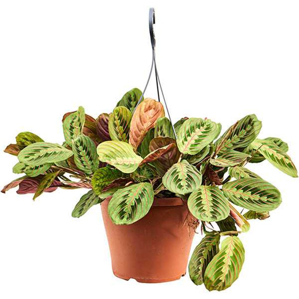 Planta Care se Roaga Tricolor (Maranta) Fascinator, planta cu frunze viu colorate si miscare nocturna, ghiveci cu hanger - 40 cm
