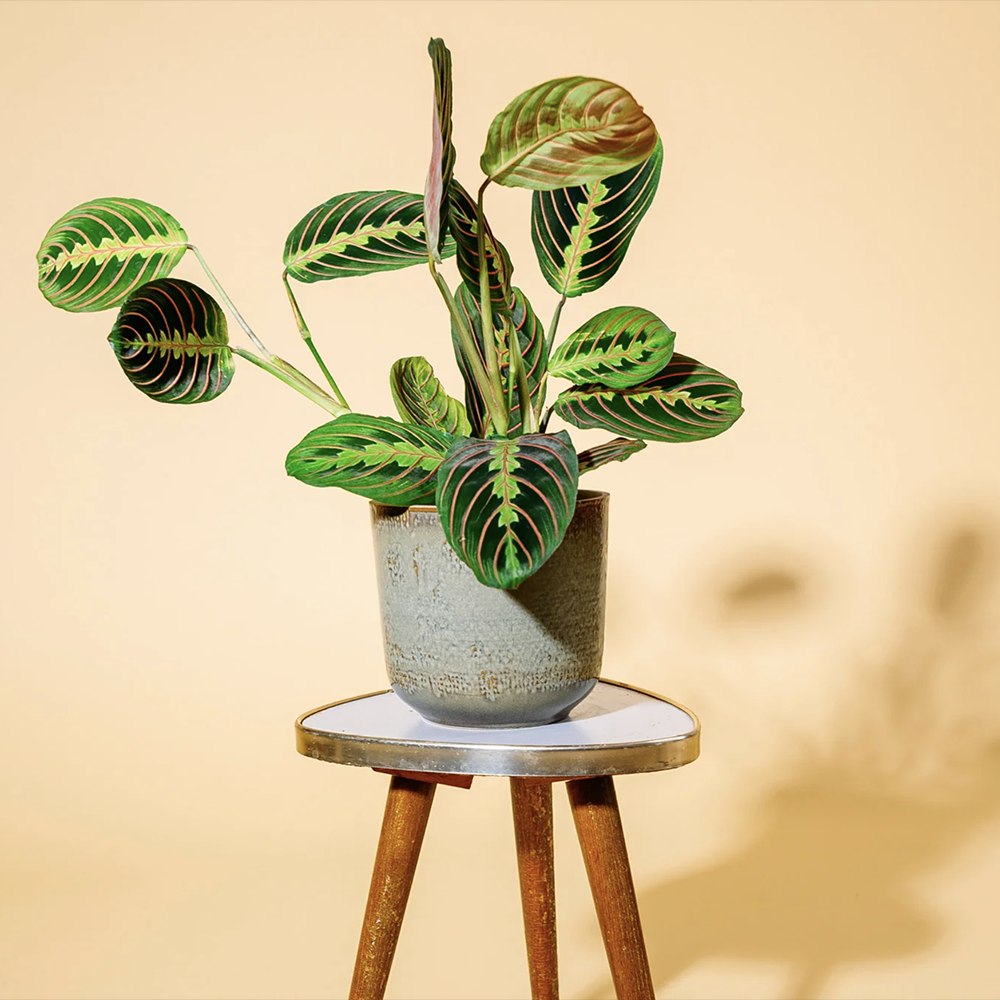 Planta Care se Roaga Tricolor (Maranta) Fascinator, planta cu frunze viu colorate si miscare nocturna, ghiveci cu hanger - 40 cm