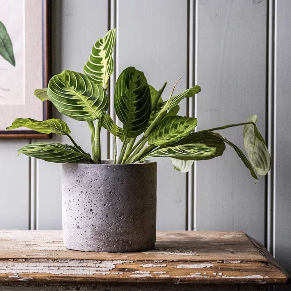 Planta Care se Roaga (Maranta) Lemon, planta de interior decorativa, frunze verzi cu dungi galbene, ingrijire medie - 35 cm