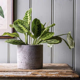 Planta Care se Roaga (Maranta) Lemon, planta de interior decorativa, frunze verzi cu dungi galbene, ingrijire medie - 35 cm
