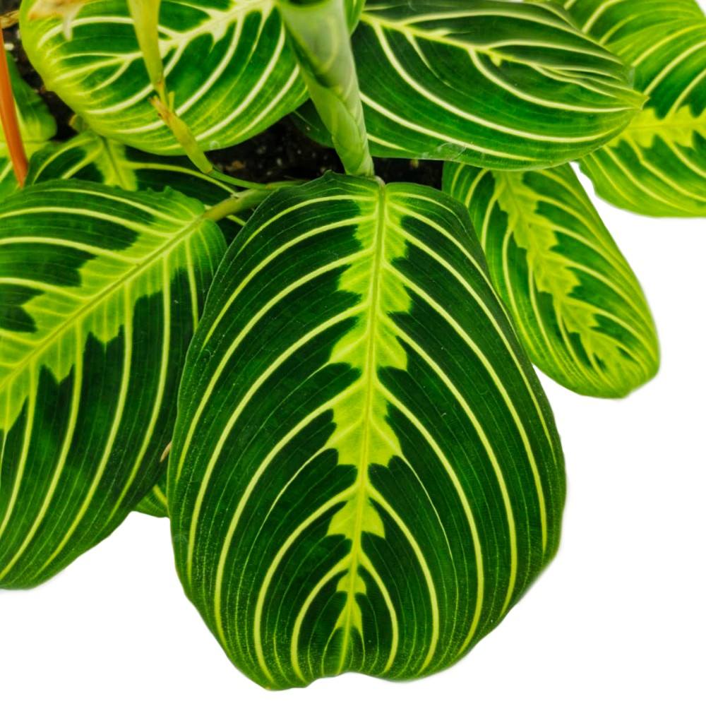 Planta Care se Roaga (Maranta) Lemon, planta de interior decorativa, frunze verzi cu dungi galbene, ingrijire medie - 35 cm