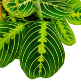 Planta Care se Roaga (Maranta) Lemon, planta de interior decorativa, frunze verzi cu dungi galbene, ingrijire medie - 35 cm