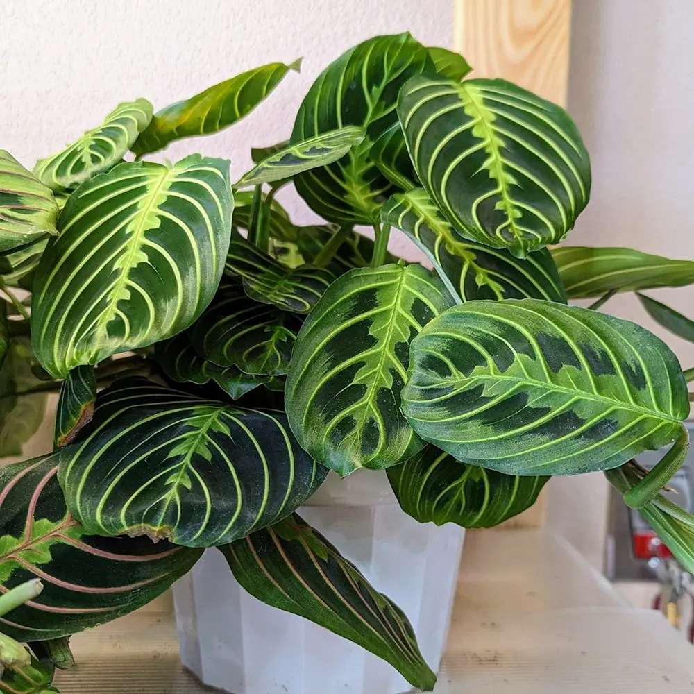 Planta Care se Roaga (Maranta) Lemon, planta de interior decorativa, frunze verzi cu dungi galbene, ingrijire medie - 35 cm