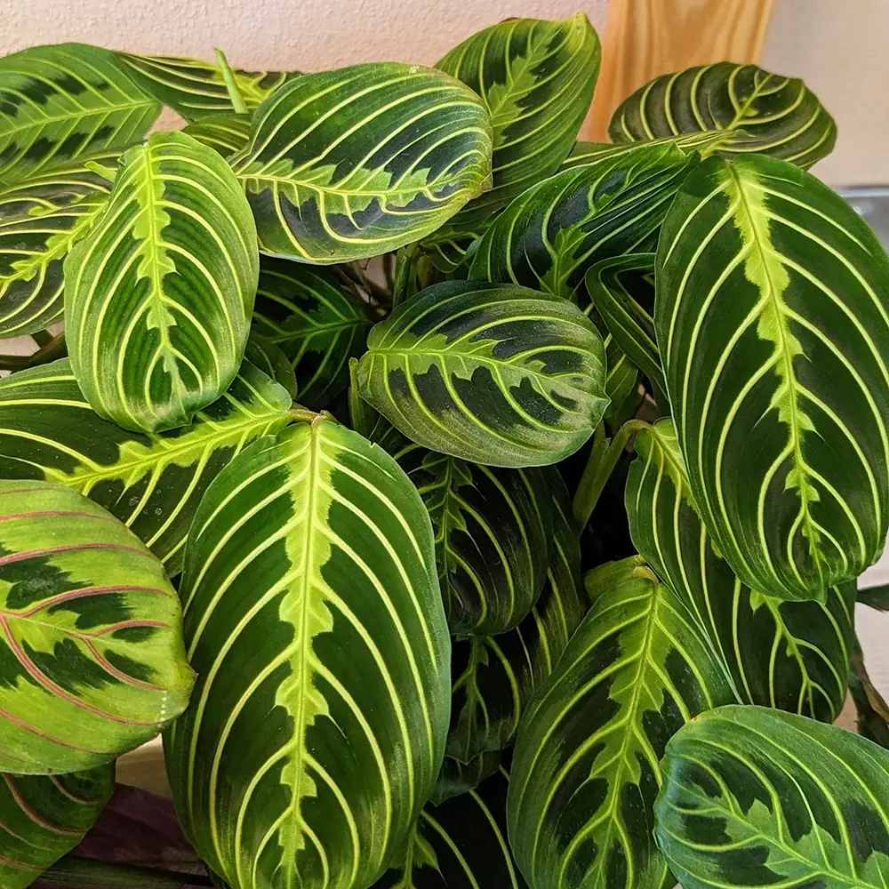 Planta Care se Roaga (Maranta) Lemon, planta de interior decorativa, frunze verzi cu dungi galbene, ingrijire medie - 35 cm