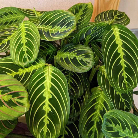 Planta Care se Roaga (Maranta) Lemon, planta de interior decorativa, frunze verzi cu dungi galbene, ingrijire medie - 35 cm