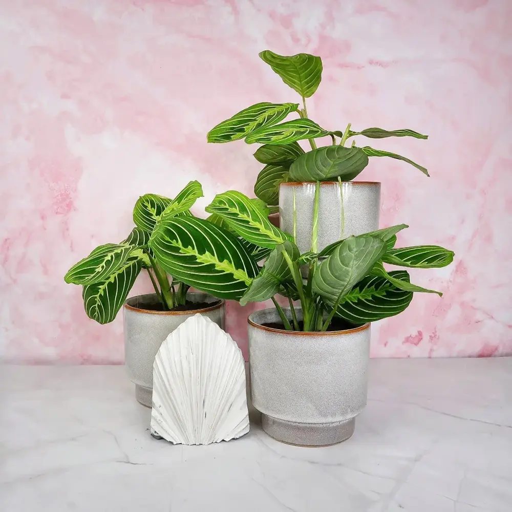 Planta Care se Roaga (Maranta) Lemon, planta de interior decorativa, frunze verzi cu dungi galbene, ingrijire medie - 35 cm