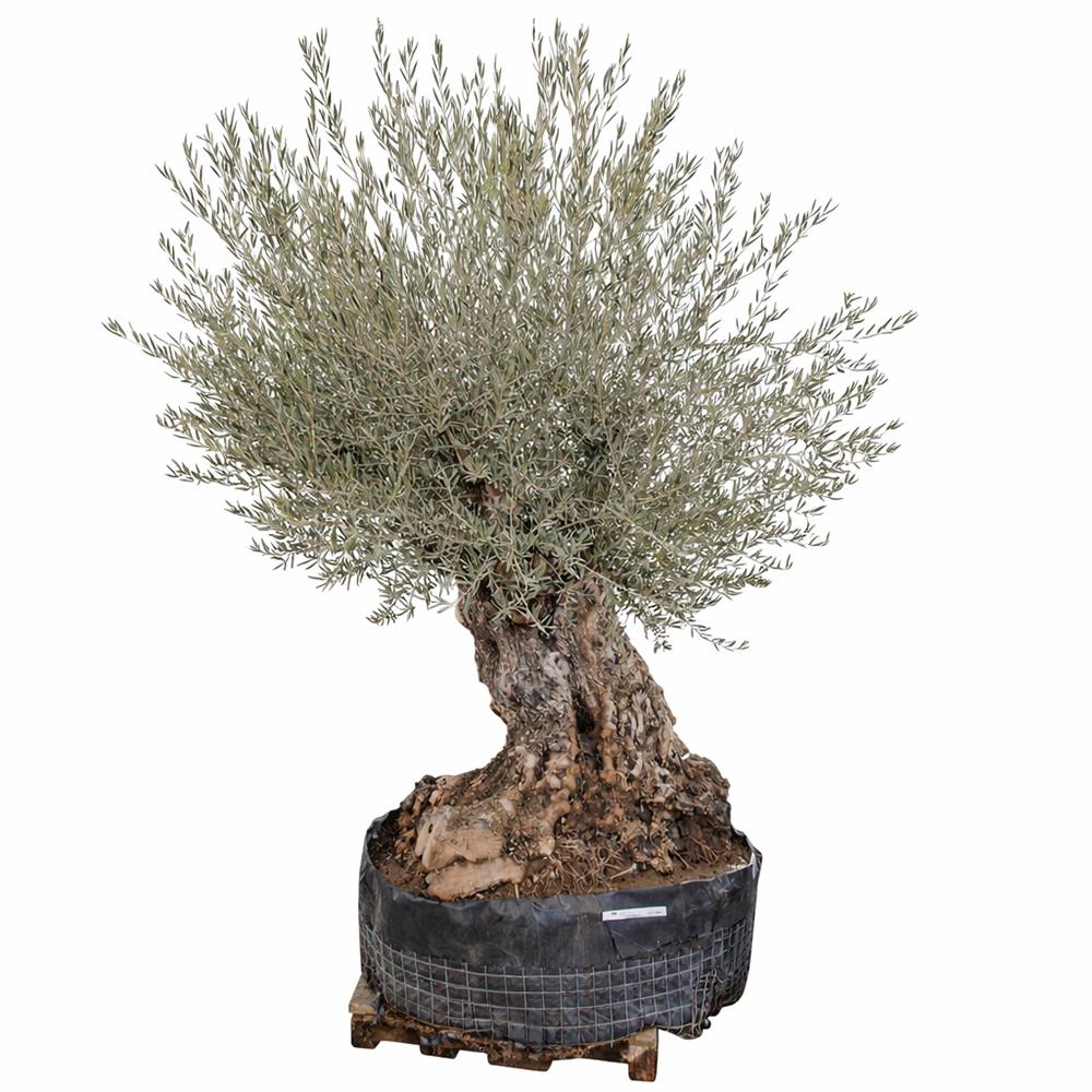 Maslin Batran Arbequina Aclimatizat, 250 cm, trunchi gros noduros, maslin matur autentic de 300 de ani, vesnic verde, ornamental