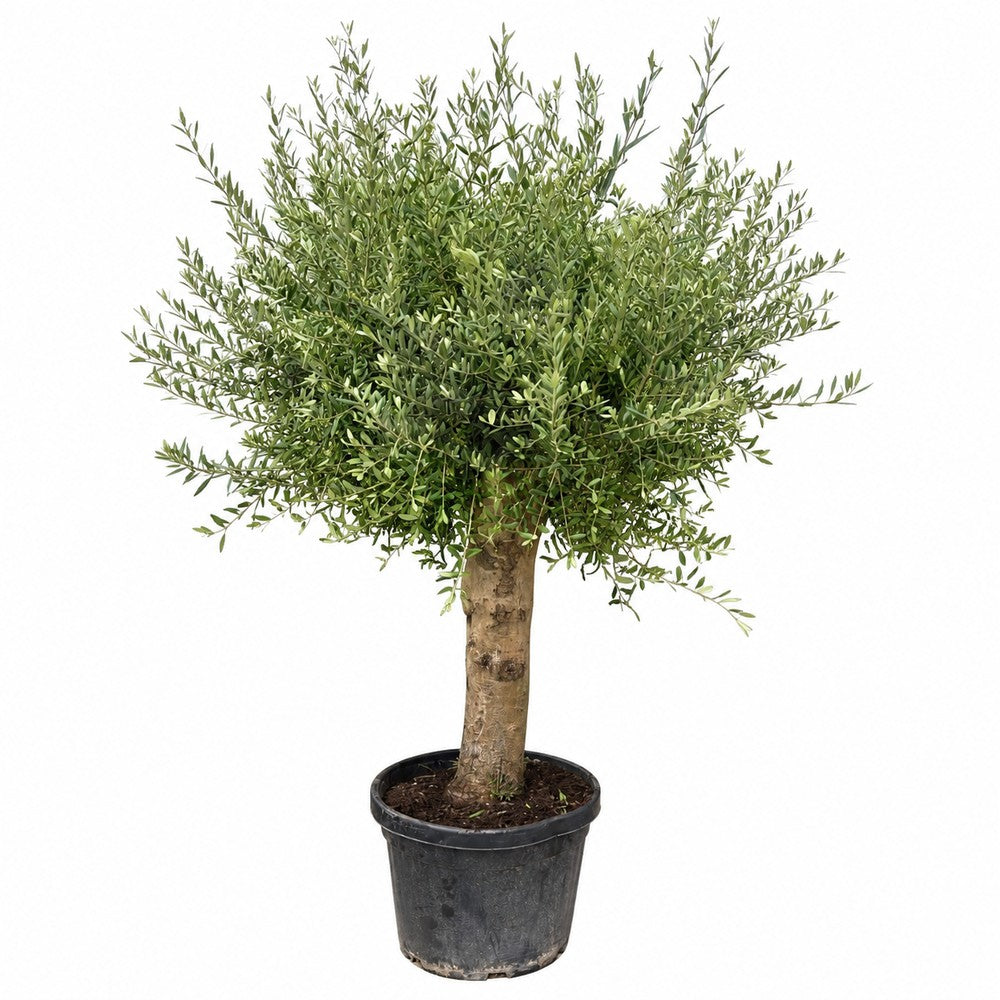 Maslin European Arbequina Aclimatizat cu trunchi extra gros, rezistent iarna, vesnic verde, fructifer, usor de ingrijit, efect mediteranean, 170 cm
